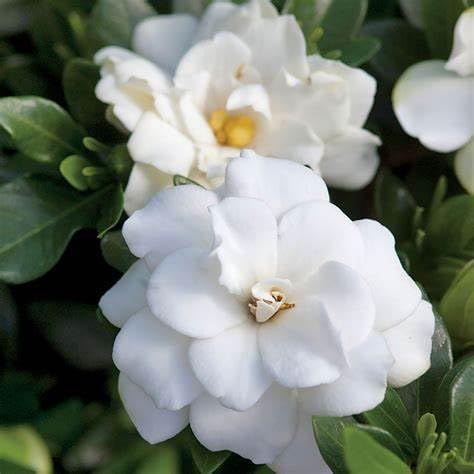 Fragrant Evergreen Shrub with Double White Blooms Live Plant 2 Gallon U7613