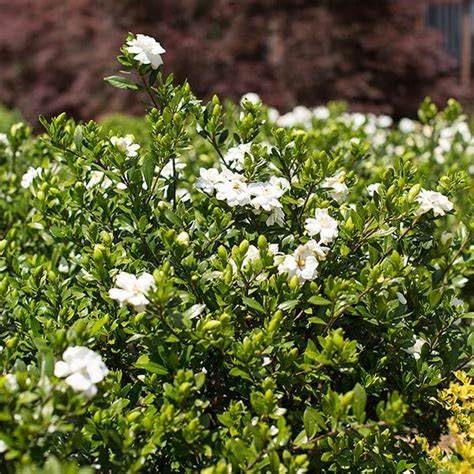 Fragrant Evergreen Shrub with Double White Blooms Live Plant 2 Gallon U7613