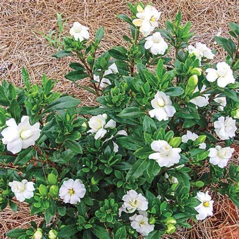 Fragrant Evergreen Shrub with Double White Blooms Live Plant 2 Gallon U7613
