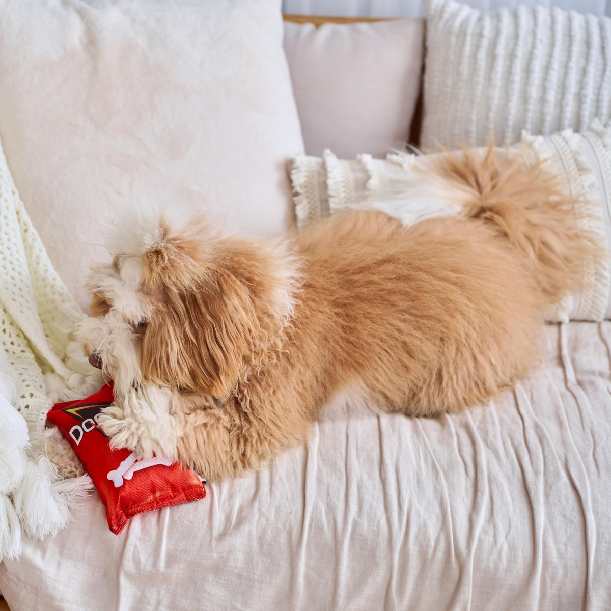 Plush Squeaker Toy for Small and Medium Dogs J48142